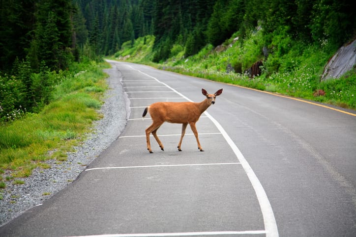 A Deer On The Road In Mt. Rainier National Park Carolina Collision and Frame Service | Deer crossing a stretch of road in a wooded setting